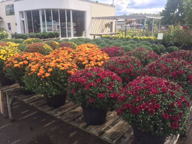 Big Flats Garden Center