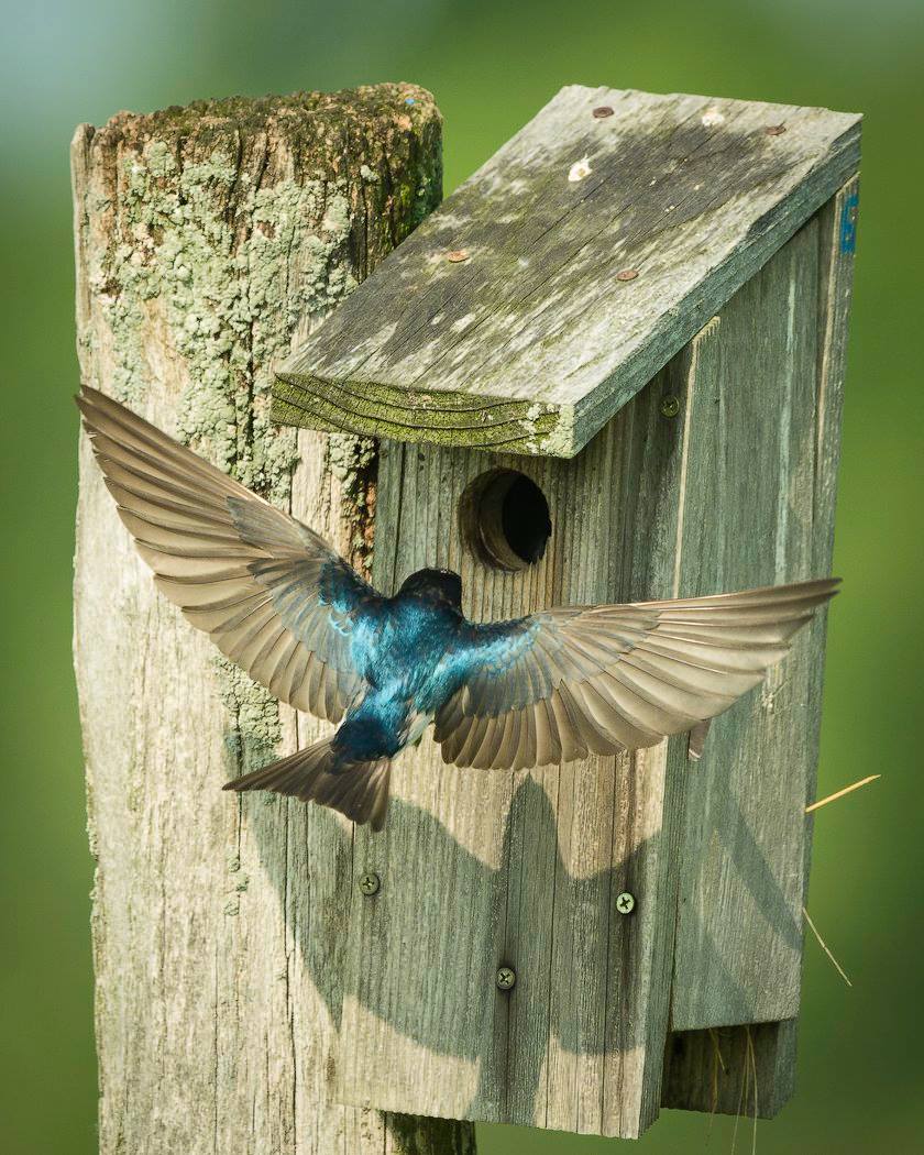Bluebird Trail Farm birdhouse