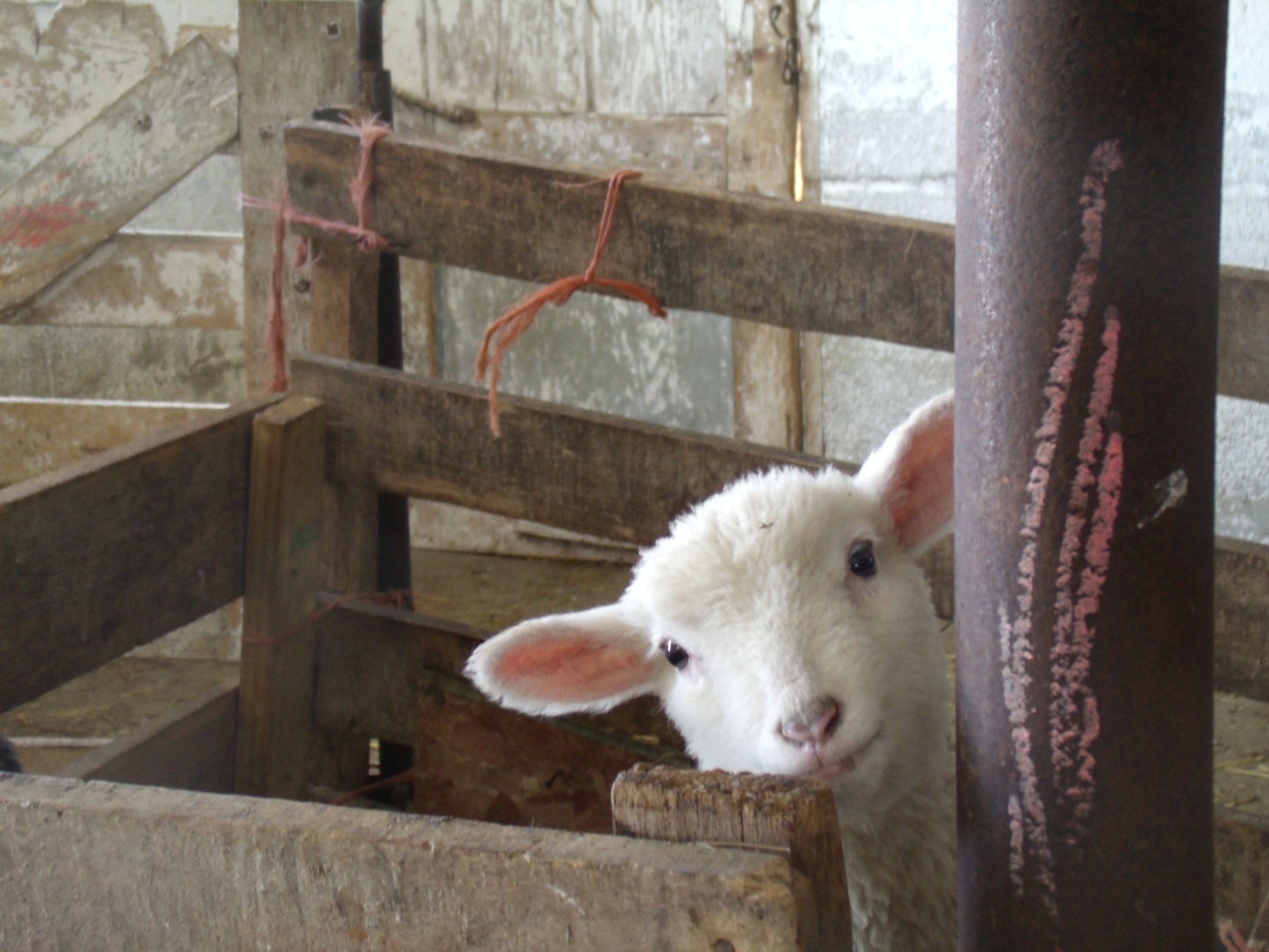 Lamb at Button's Creekside Farm