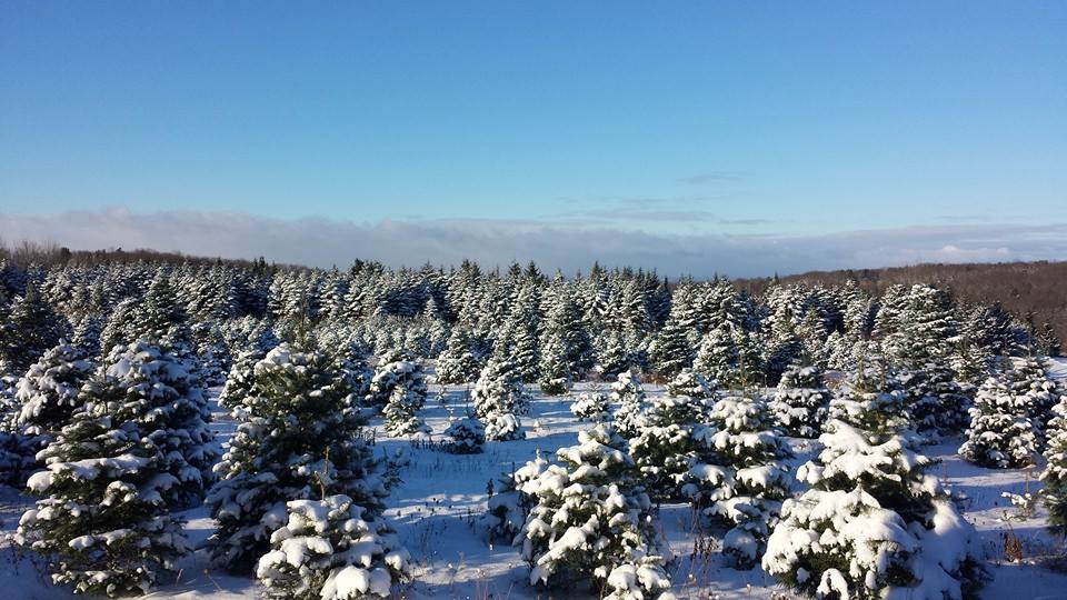 Cabin in the Clouds Christmas Tree Farm