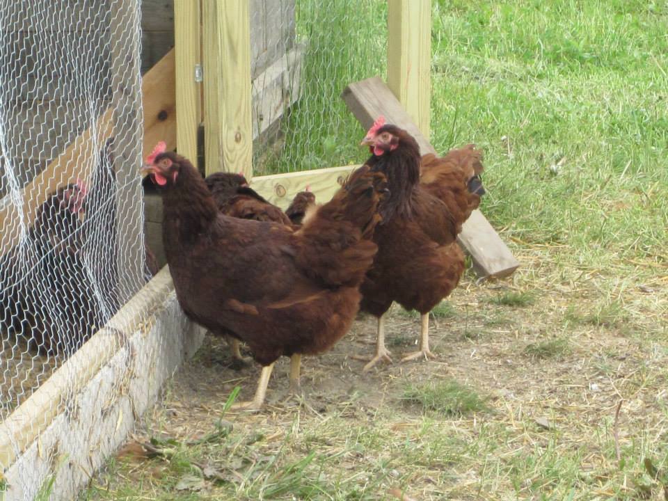 Chickens at Crooked Line Orchard