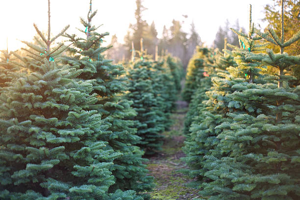 Christmas trees stock photo