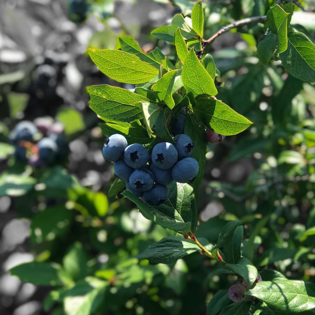 Hillview Blueberry Farm