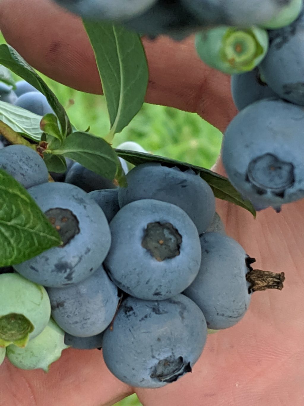Reisingers Blueberries