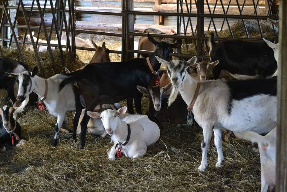Side Hill Acres Goat Farm