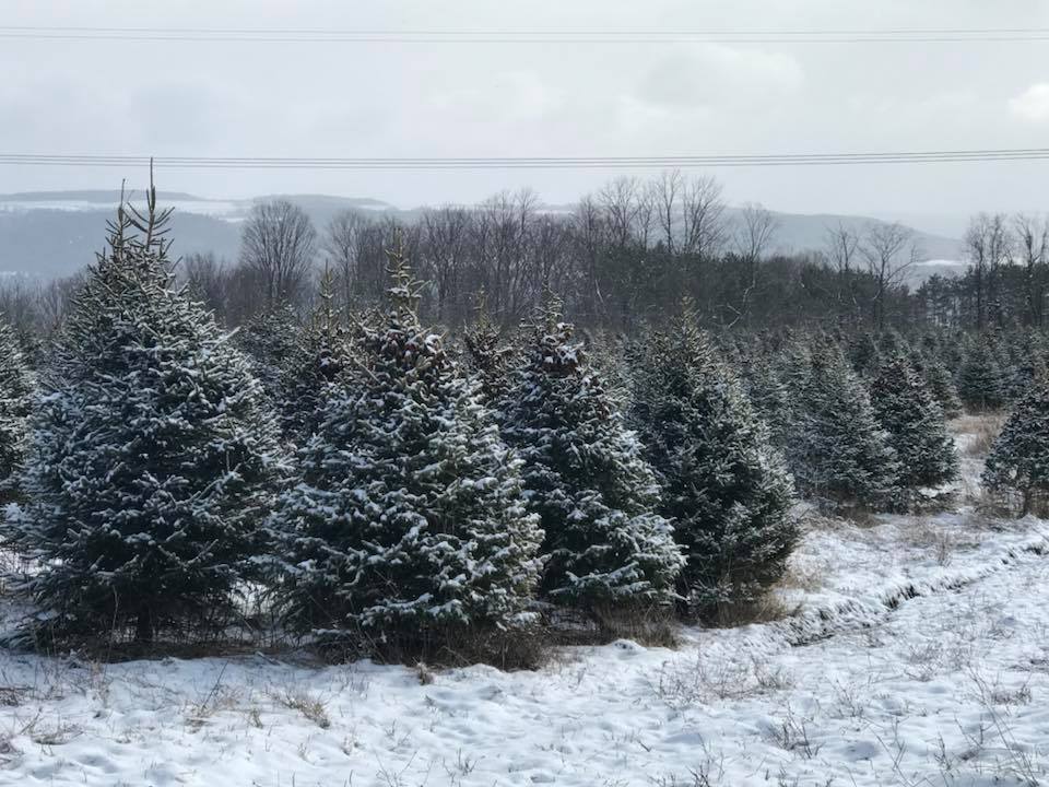 Hornell’s Yule Tree Farms supplies Bryant Park’s Christmas tree this year