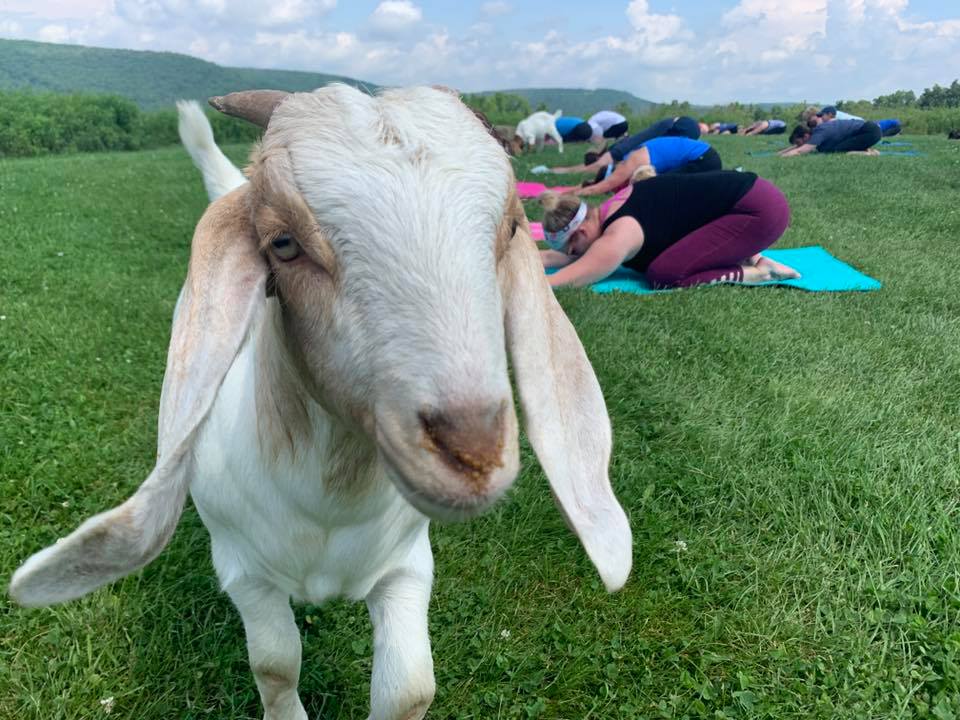 Goat yoga at Ziegenvine arm