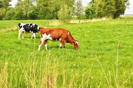 cows grazing stock photo