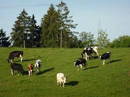 grazing cattle 2 stock photo
