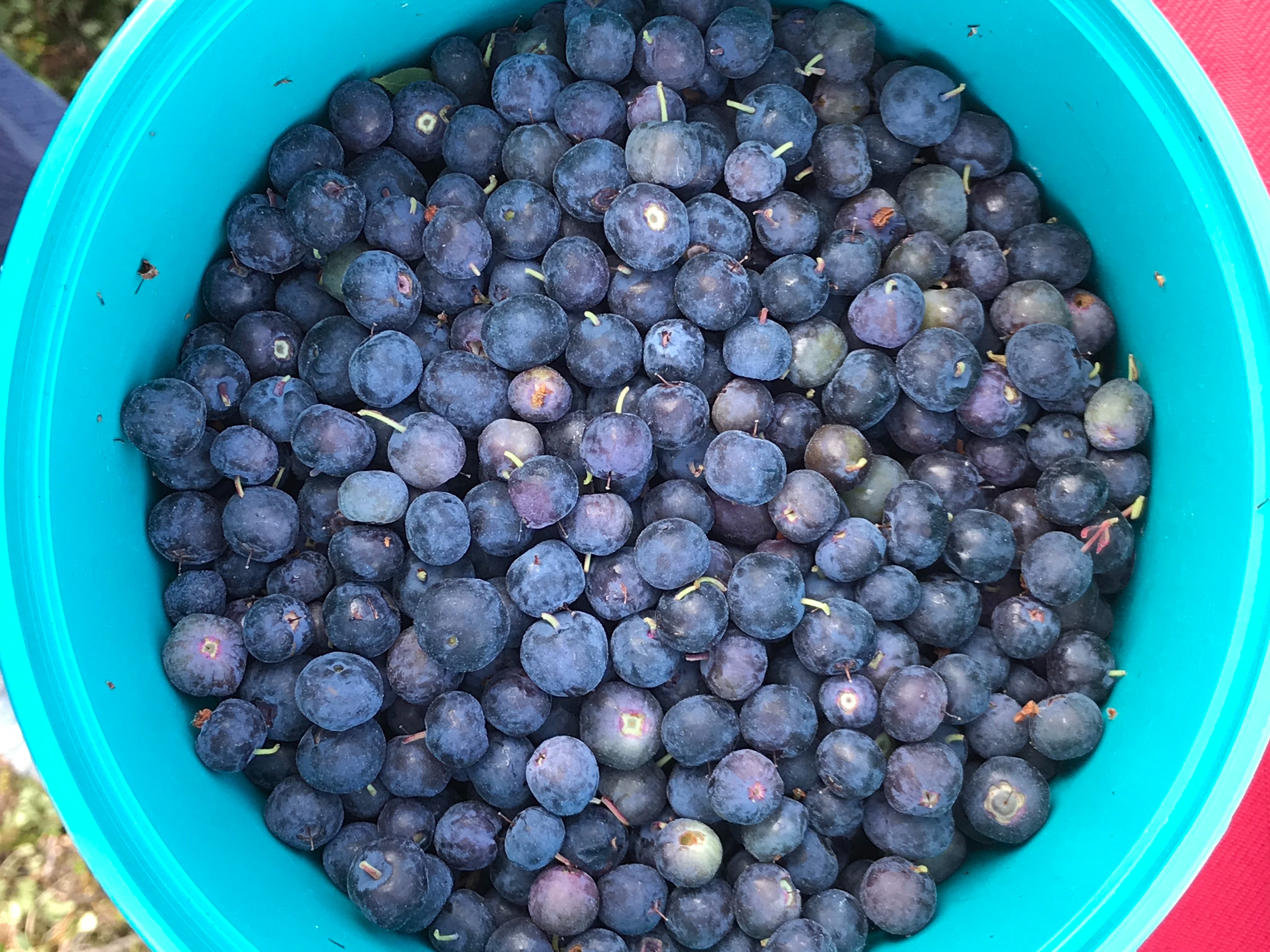 stock blueberries