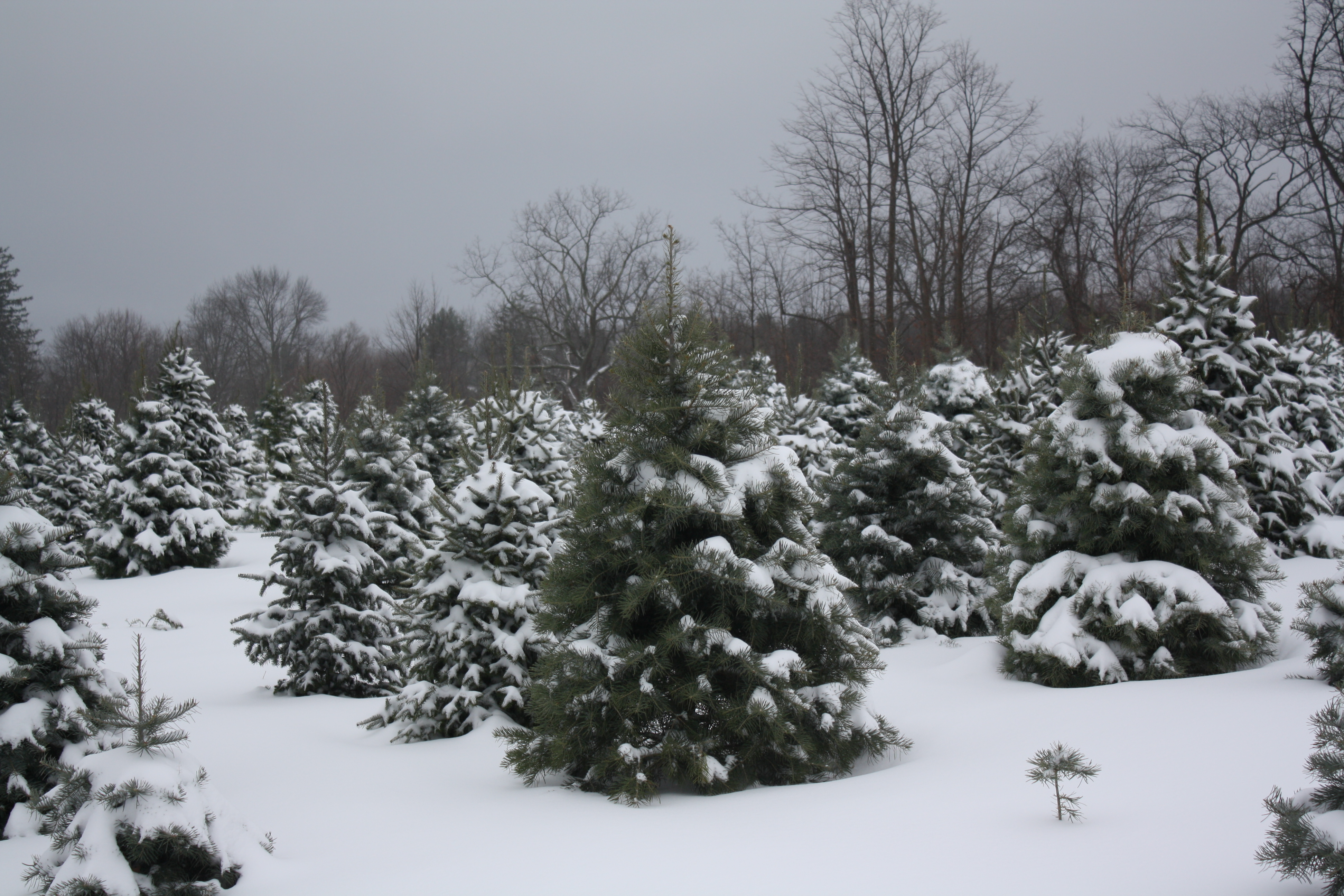 Buttonwood Tree Farm