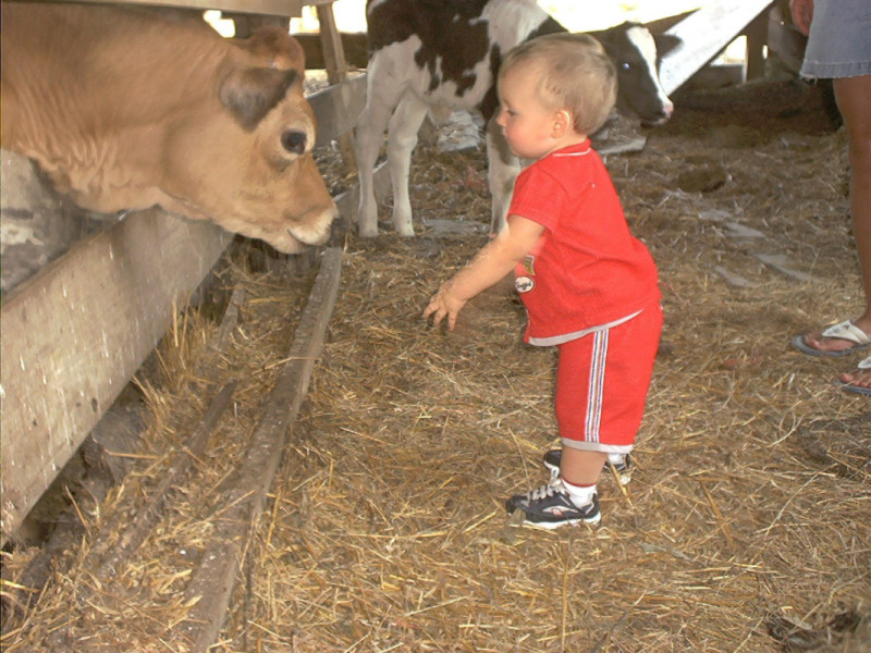 Steuben County Dairy Festival