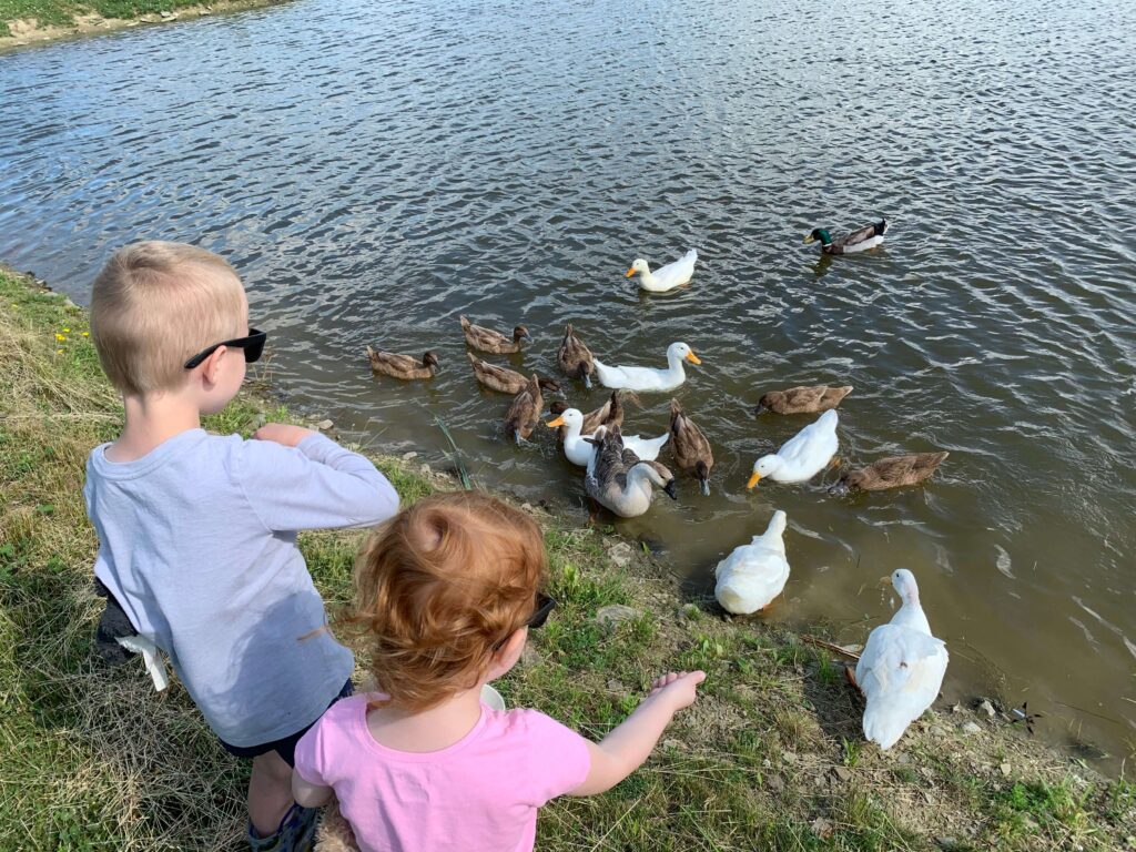 Feeding the Ducks at Bluebird Trail Farm