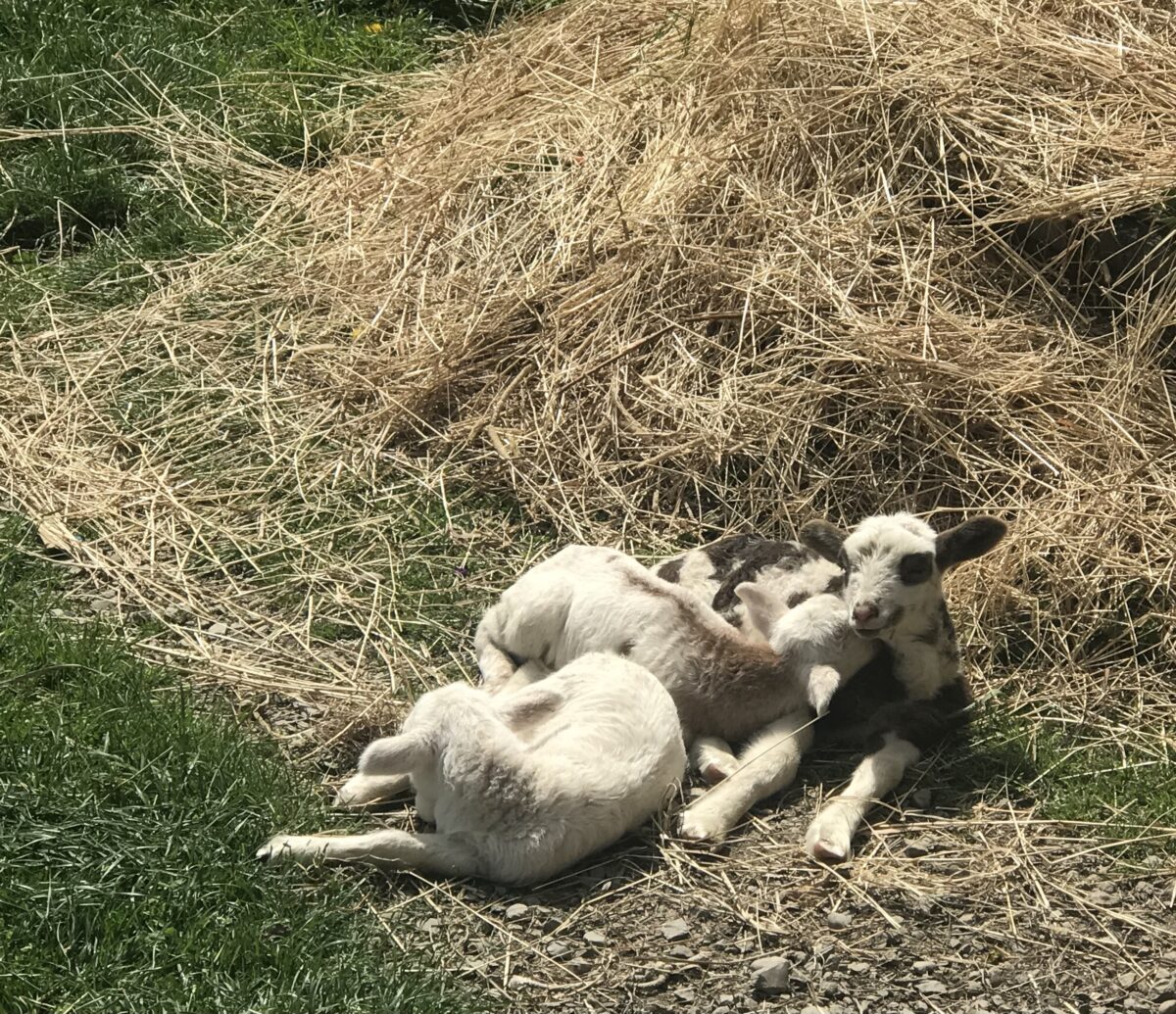 Lambs at Evermore Farms