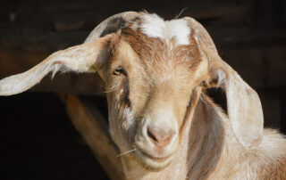 Goat Yoga at ZiegenVine Homestead