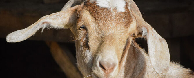 Goat Yoga at ZiegenVine Homestead