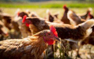 Chickens at Red House Ranch