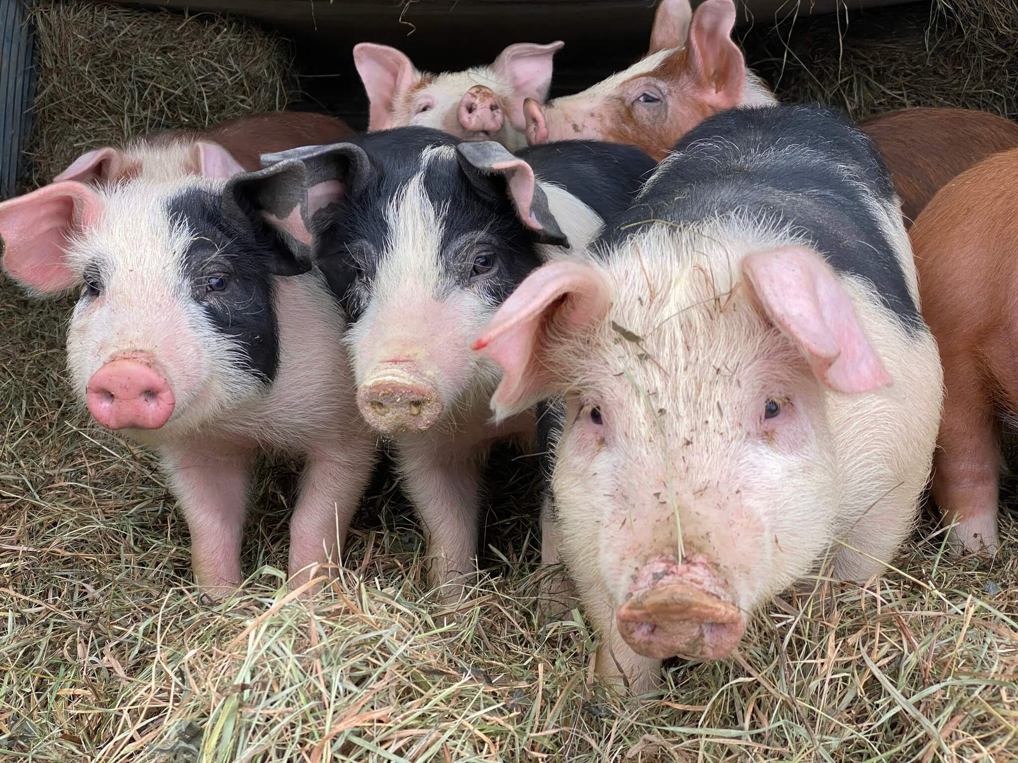 Pasture Raised Pigs at Red House Ranch