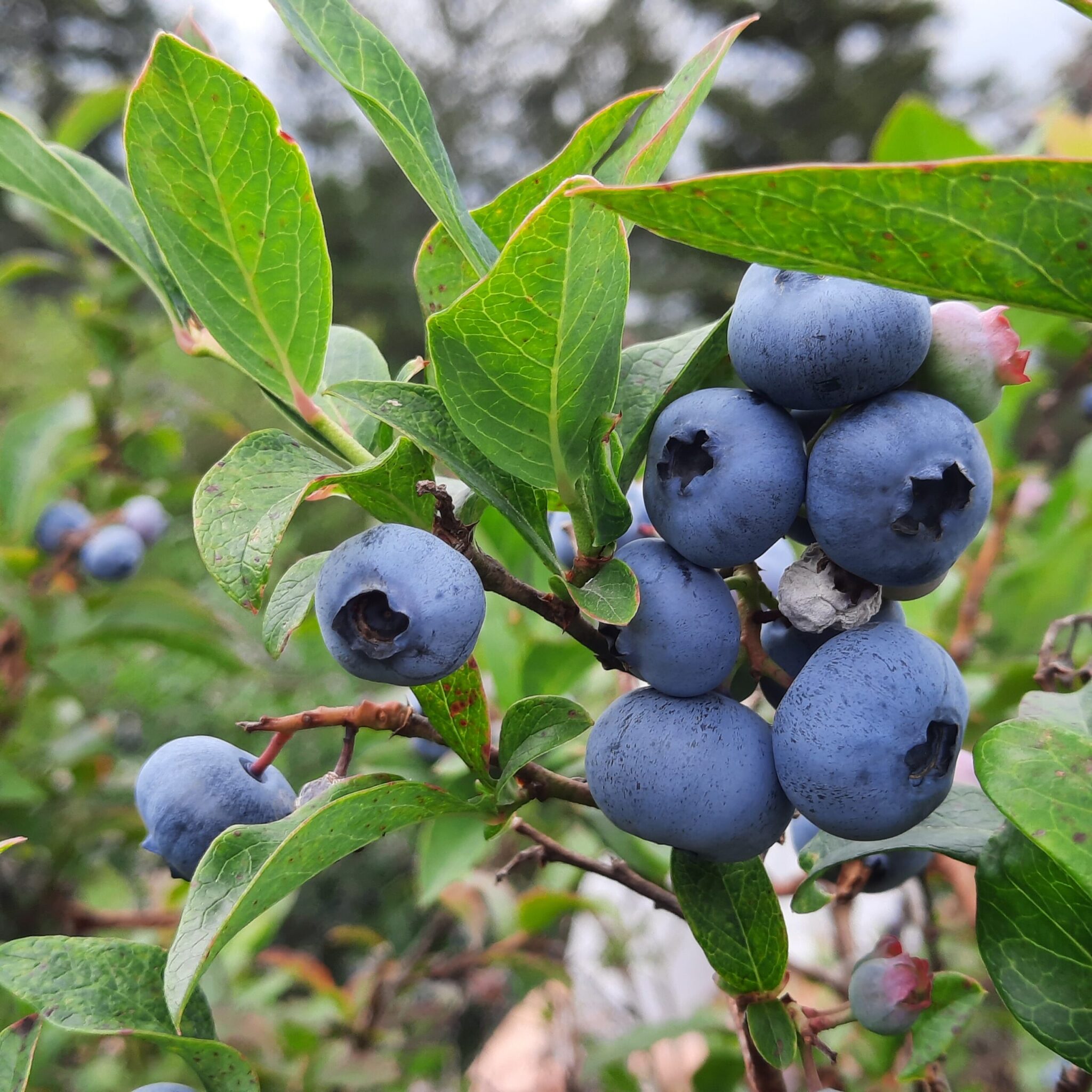 Blueberries courtesy Explore Steuben