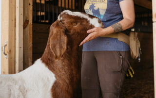 Goat courtesy Finger Lakes Countrysides