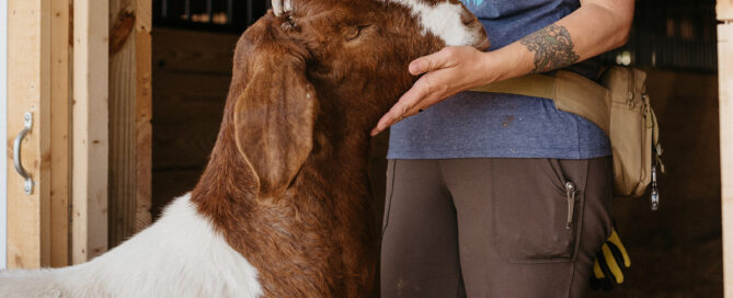Goat courtesy Finger Lakes Countrysides