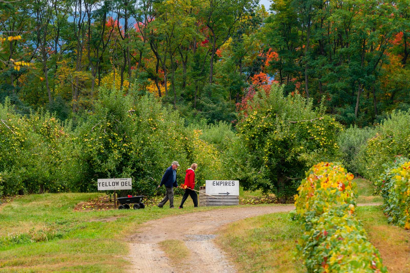 Apple Barrel Orchards courtesy Finger Lakes Countrysides